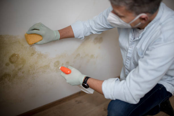 Best Residential Mold Remediation in Duchesne, UT