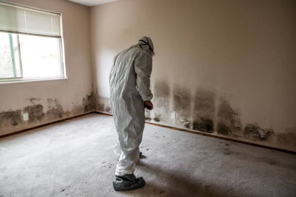 Best Black Mold Remediation in Duchesne, UT